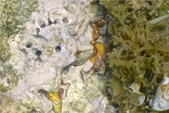 Sea Snails - Stocky Cerith - Cerithium litteratum