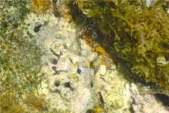 Sea Snails - Stocky Cerith - Cerithium litteratum