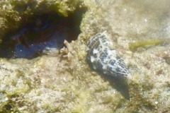 Sea Snails - Stocky Cerith - Cerithium litteratum