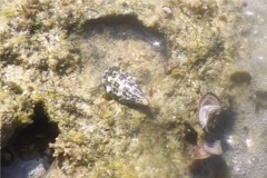 Sea Snails - Stocky Cerith - Cerithium litteratum