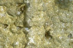 Sea Snails - Bahamas Periwinkle - Echinolittorina jamaicensis