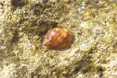 Sea Snails - Channeled Turban - Turbo canaliculatus