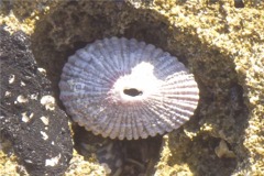 Sea Snails - Serae Limpet - Diadora serae