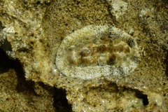 Chiton - Fuzzy Chiton - Acanthopleura granulata