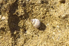 Sea Snails - Zebra Periwinkle - Littorina lineolata