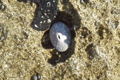 Sea Snails - Serae Limpet - Diadora serae