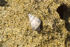 Sea Snails - Zebra Periwinkle - Echinolittorina ziczac