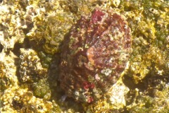 Limpets - Lister's Keyhole Limpet - Diodora listeri