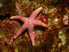 Asteroidea - Bloody Henry Starfish - Henricia oculata