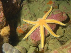 Asteroidea - Seven Armed Starfish - Luidia ciliaris