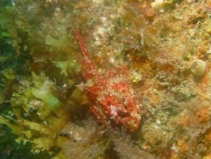 Scorpionfish - Longspined bullhead - Taurulus bubalis