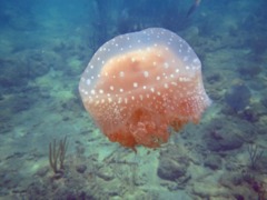 Jellyfish - White spotted jellyfish - Phyllorhiiza puctata