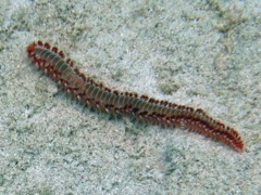 Bristleworm - Bearded Fireworm - Hermodice carunculata