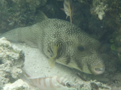 Pufferfish - Whitespotted Puffer - Arothron hispidus