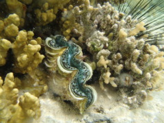 Clams - Blue Clam - Tridacna maxima