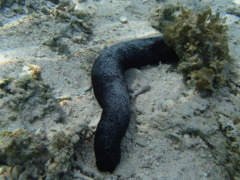 Sea Cucumbers - Black Sea Cucumber - Holothuria atra