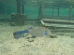 Trunkfish - Yellow Boxfish - Ostracion cubicus