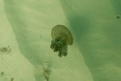 Jellyfish - Mangrove Upside-down Jellyfish - Cassiopea xamachana