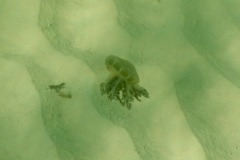 Jellyfish - Mangrove Upside-down Jellyfish - Cassiopea xamachana