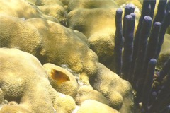 Damselfish - Threespot Damselfish - Stegastes planifrons