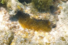 Anemones - Hidden Anemone - Lebrunia coralligens