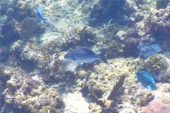 Chubs - Dark-finned Sea Chub - Kyphosus bigibus