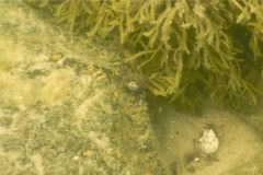 Sea Snails - False Shark Eye - Neverita delessertiana