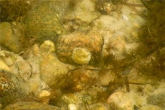 Bivalve Mollusc - Common Jingle Shell - Anomia simplex