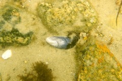 Bivalve Mollusc - Blue Mussel - Mytilis edulis