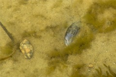 Bivalve Mollusc - Blue Mussel - Mytilis edulis