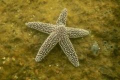 Starfish - Forbes Sea Star - Asterias forbesi