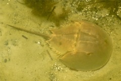Crabs - Horseshoe Crab - Limulus polyphemus
