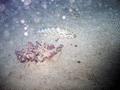 Groupers - Greasy Grouper - Epinephelus tauvina