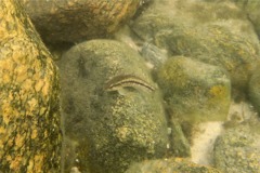 Seabasses - Black Sea Bass - Centropristis striata