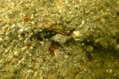Sea Snails - Oyster Drill - Urosalpinx cinerea