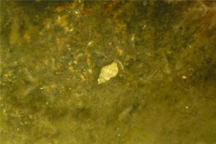 Sea Snails - Oyster Drill - Urosalpinx cinerea
