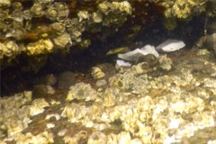 Sea Snails - Common Periwinkle - Littorina littorea