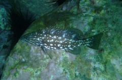 Groupers - Island grouper - Mycteroperca fusca