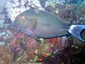 Surgeonfish - Black Surgeonfish - Acanthurus gahhm