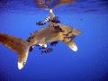 Sharks - Oceanic Whitetip Shark - Carcharhinus longimanus