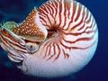 Nautilidae - Chambered Nautilus - Nautilus pompilius