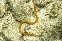 Snake Eels - Key Worm Eel - Ahlia egmontis