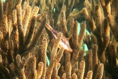 Filefish - Slender Filefish - Monacanthus tuckeri