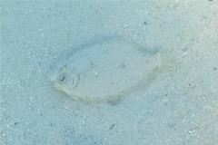Flounders - Maculated Flounder - Bothus maculiferus