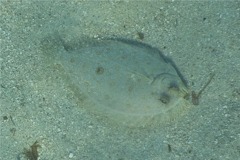 Flounders - Maculated Flounder - Bothus maculiferus