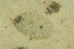 Flounders - Spiny Flounder - Engyophrys senta