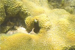 Blennies - Spinyhead Blenny - Acanthemblemaria spinosa