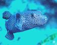 Pufferfish - Guineafowl Puffer - Arothron meleagris