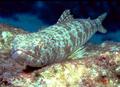 Lizardfish - Blue-striped Lizardfish - Synodus saurus