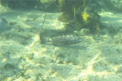 Groupers - Black Grouper - Mycteroperca bonaci